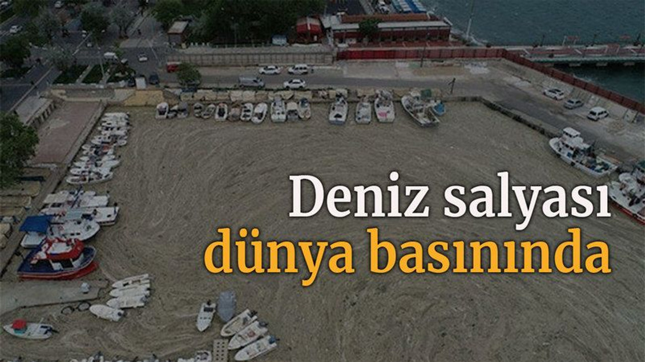 Deniz salyası dünya basınında